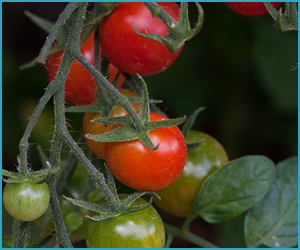 家庭でもできるフルーツ菜園
